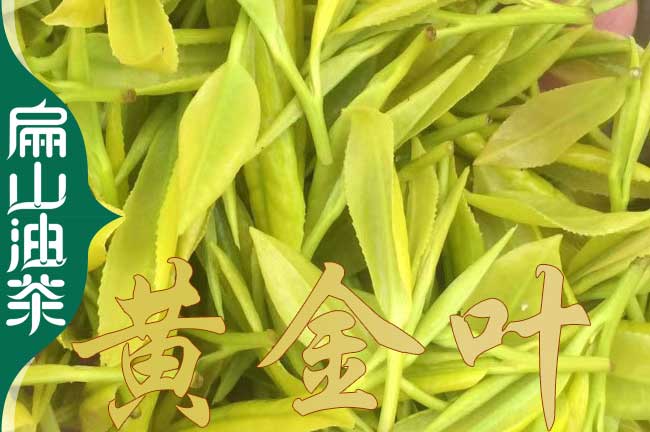 臺州茶葉苗培育 臺州茶葉苗培育