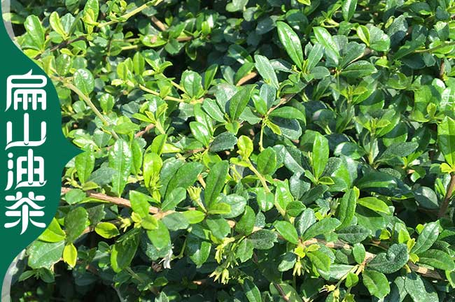 臺州茶葉苗批發(fā) 臺州茶葉苗批發(fā)