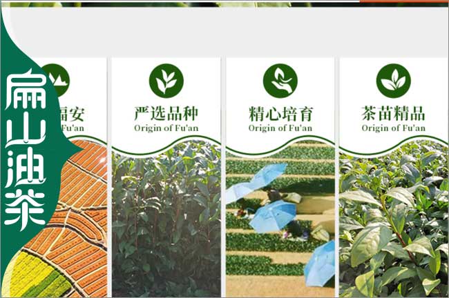 臺州茶苗培育 臺州茶苗培育