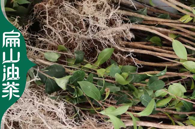 臺州2年茶樹苗培育 臺州2年茶樹苗培育