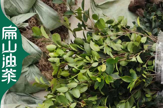 臺州1年油茶苗培育 臺州1年油茶苗培育