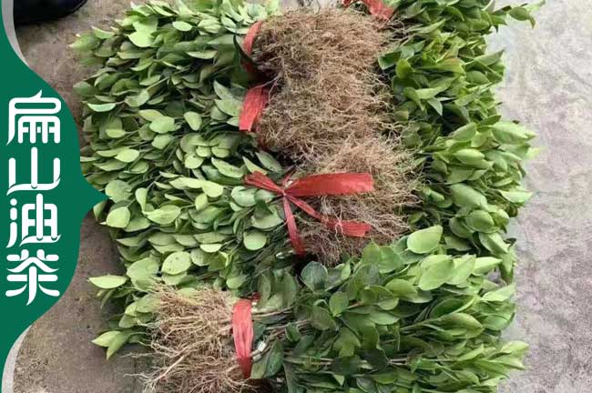 臺州30公分油茶苗培育 臺州30公分油茶苗培育
