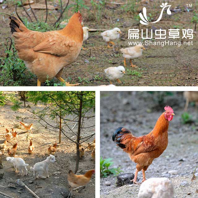 怎么樣提高散養(yǎng)草雞多產(chǎn)蛋個數(shù)？