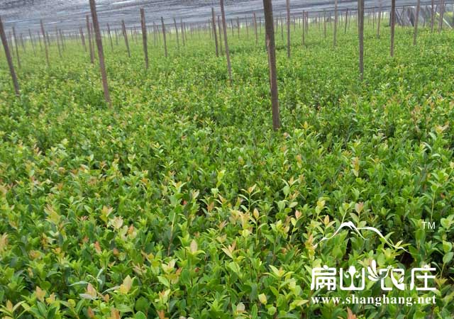 白果茶油苗多少錢一顆？
