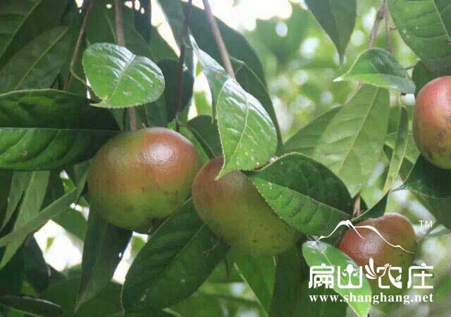 高產(chǎn)紅果茶由樹果子