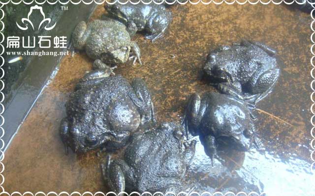 山上抓的野生石蛙養(yǎng)殖技術(shù)