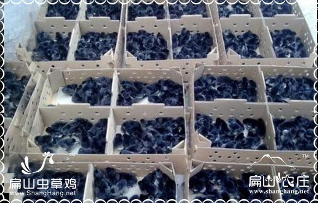 長(zhǎng)沙青腳麻雞苗批發(fā)價(jià)格