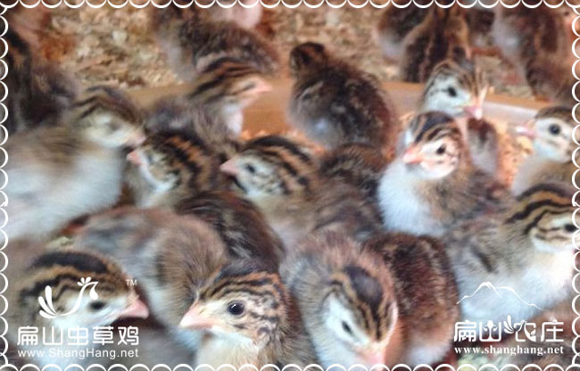 長(zhǎng)沙珍珠雞苗批發(fā)