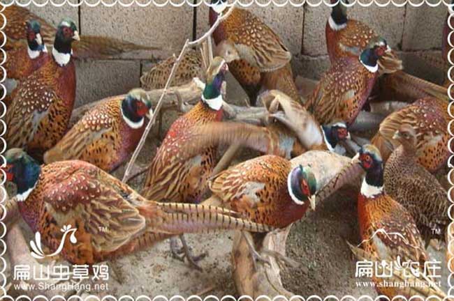 廈門全自動(dòng)水暖爐