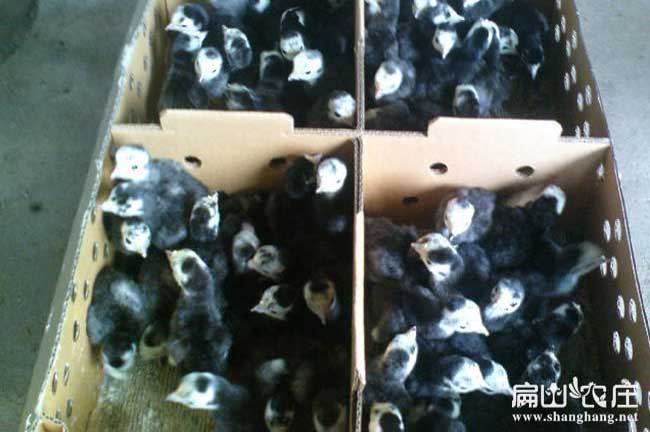 哈爾濱火雞苗批發(fā)