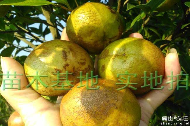 優(yōu)質(zhì)苗當(dāng)年結(jié)果茶油苗