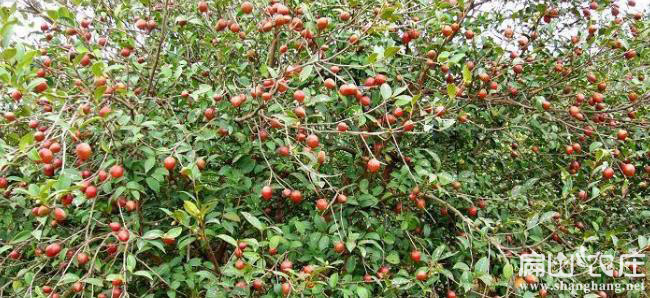 贛石53號(hào)油茶苗
