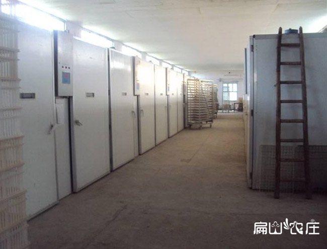 扁山農(nóng)莊土雞苗孵化車(chē)間 扁山農(nóng)莊土雞苗孵化車(chē)間