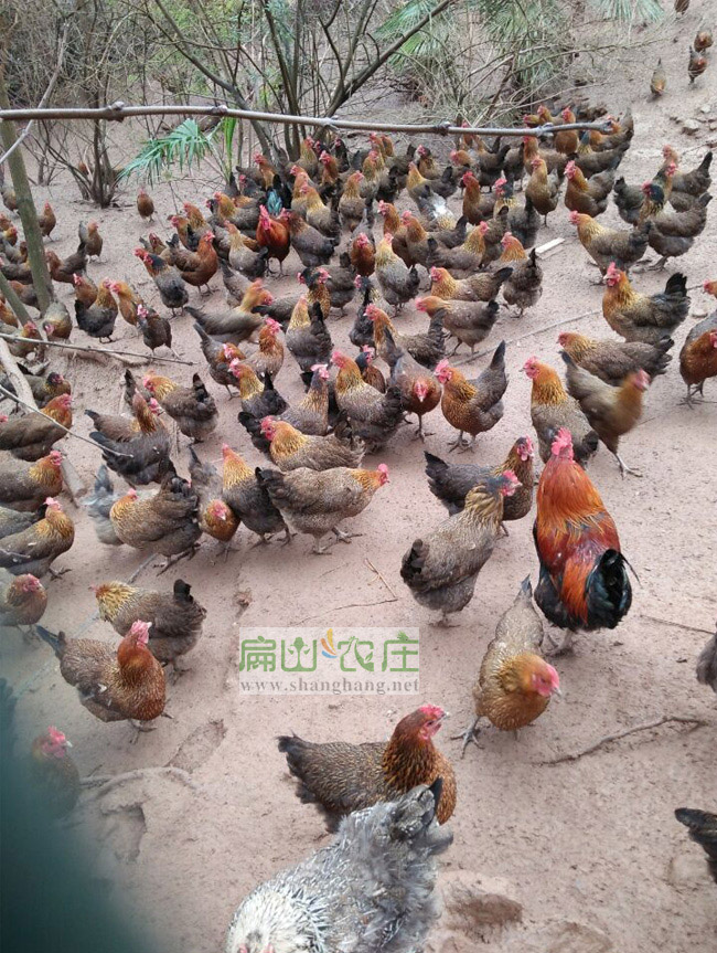 龍巖營(yíng)養(yǎng)的土雞批發(fā) 龍巖營(yíng)養(yǎng)的土雞批發(fā)
