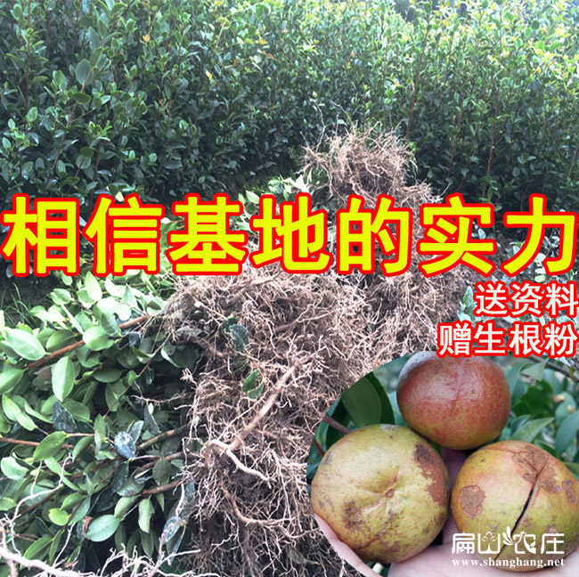 湖南大果茶樹(shù)苗