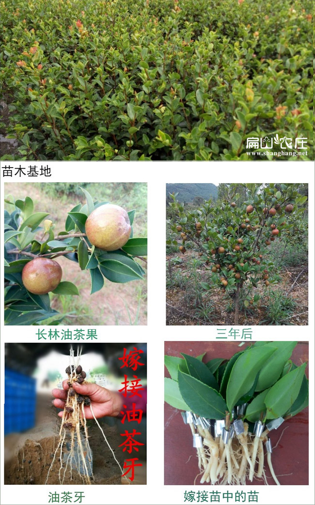 要買(mǎi)高產(chǎn)油茶苗