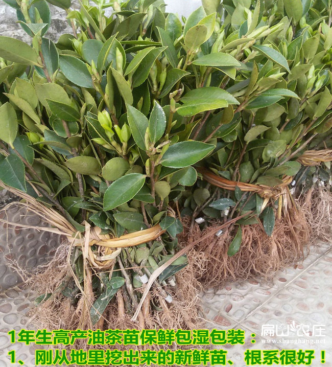 中國(guó)榨油茶子樹(shù)苗基地