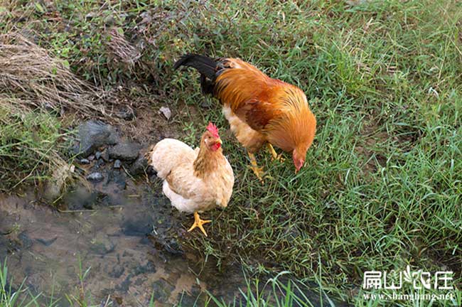 長(zhǎng)汀河田雞養(yǎng)殖基地 長(zhǎng)汀河田雞養(yǎng)殖基地