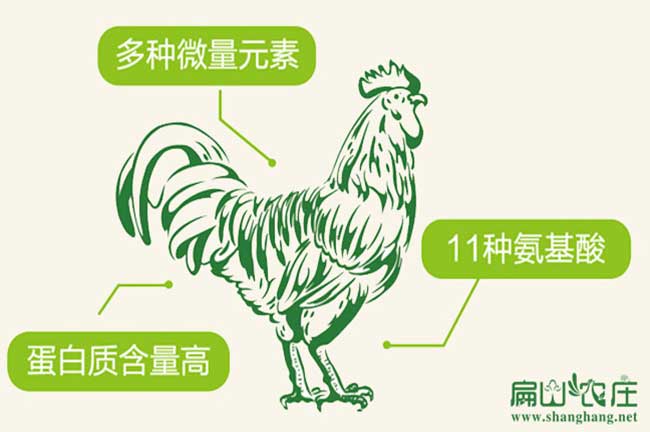 長(zhǎng)汀河田土雞養(yǎng)殖 長(zhǎng)汀河田土雞養(yǎng)殖