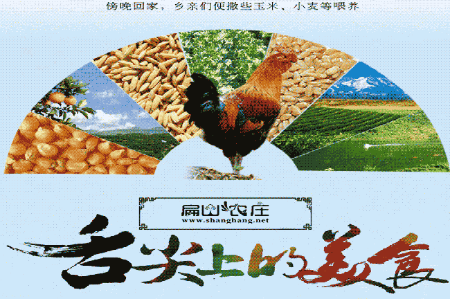 養(yǎng)殖基地專用玉米白皮
