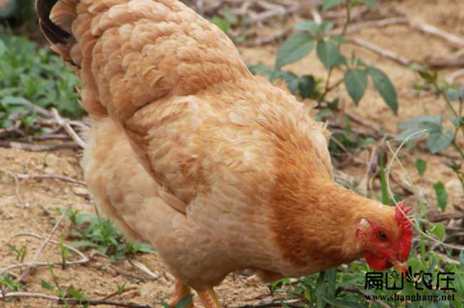 臨沂供應(yīng)皖南土雞苗種蛋 臨沂商品土雞蛋