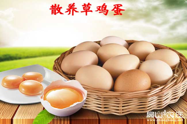 長(zhǎng)汀河田種蛋雞蛋苗批發(fā) 長(zhǎng)汀河田種蛋雞蛋苗批發(fā)