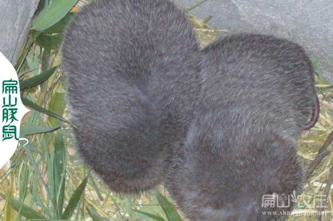 廣東紅頰竹鼠種苗