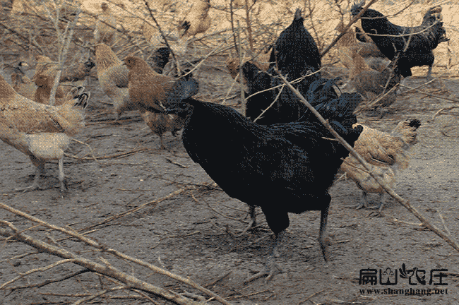 漳州綠殼蛋雞苗大中養(yǎng)殖場(chǎng) 漳州綠殼蛋雞苗大中養(yǎng)殖場(chǎng)