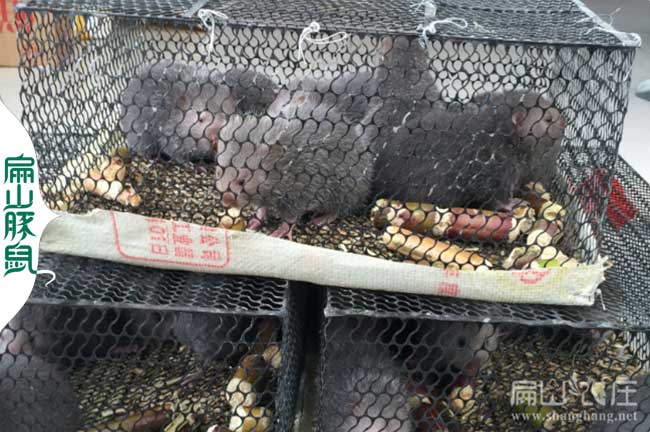 福建竹鼠種苗批發(fā)價(jià)格