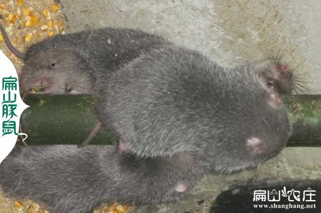 柳州竹鼠種苗場活體發(fā)快遞 柳州竹鼠養(yǎng)殖基地包教養(yǎng)殖技術(shù)