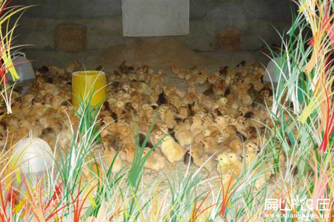 廣西靈山土雞養(yǎng)殖 廣西靈山土雞養(yǎng)殖