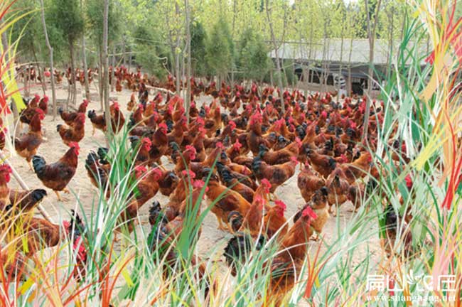 泉州石獅野雞苗基地 石獅笨雞苗批發(fā)