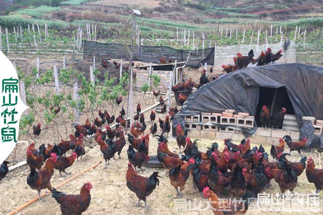 廣西桂林土雞養(yǎng)殖 桂林土雞苗批發(fā)價格是多少錢一只？