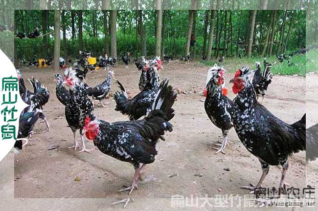 2024廣西貴妃雞苗價格