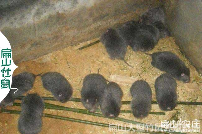 廣東竹鼠批發(fā)