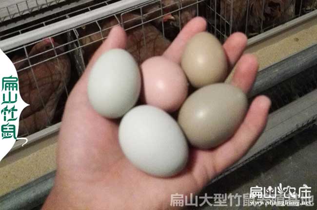 漳州五黑雞苗 漳州五黑雞苗