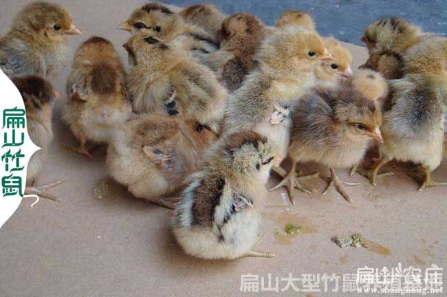 長(zhǎng)汀河田雞苗