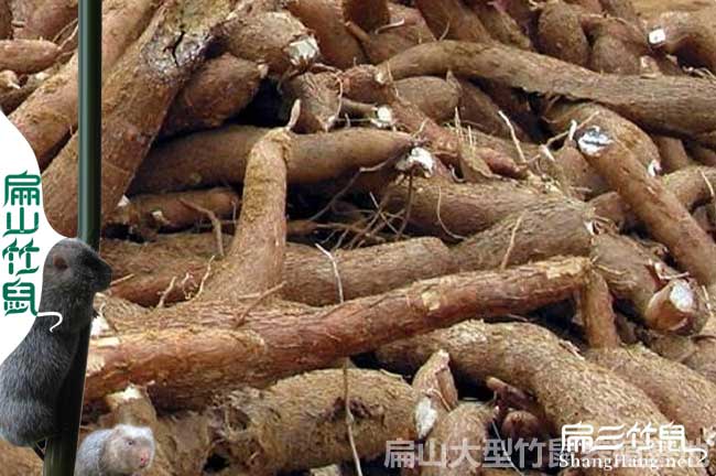 竹鼠吃木薯桿