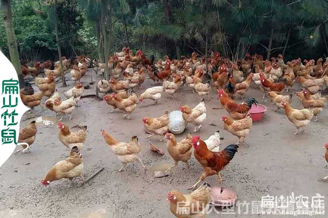解決竹林散養(yǎng)土雞問(wèn)題