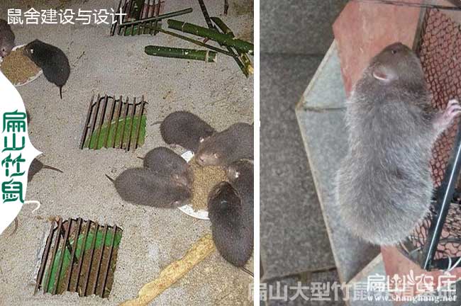 文成竹鼠養(yǎng)殖
