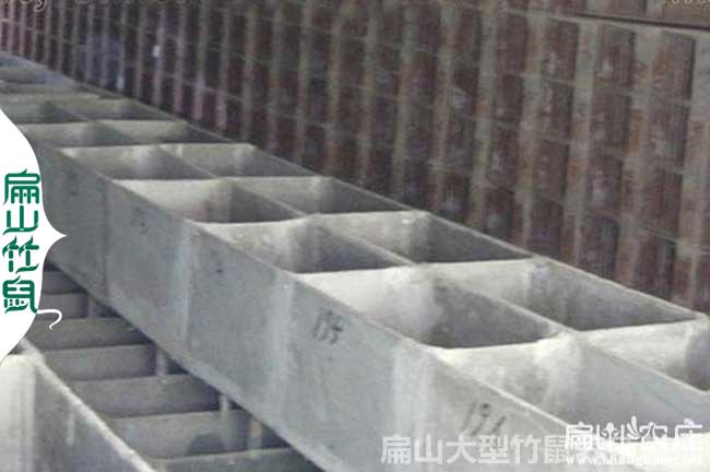 百色竹鼠種苗批發(fā)