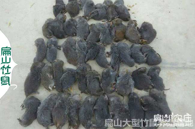 竹鼠生病全死了 竹鼠生病全死了