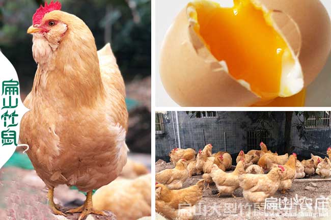 龍巖散養(yǎng)土雞養(yǎng)殖招工