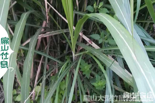 桂林皇竹草種植