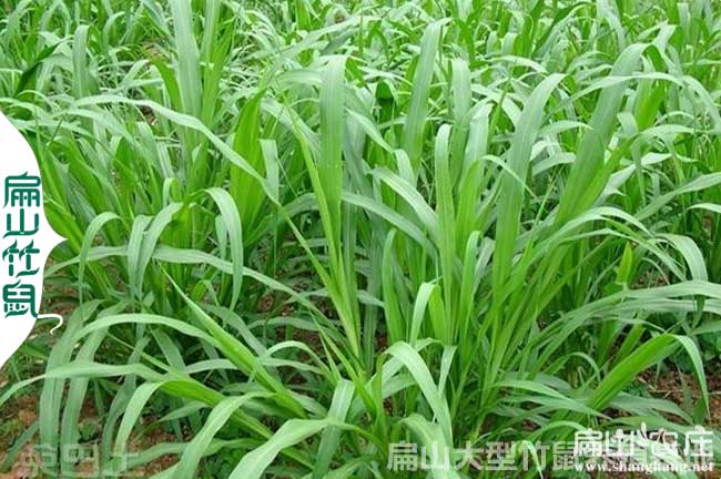 邵陽(yáng)皇竹草