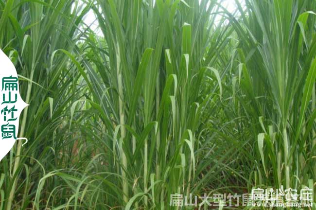 貴州銀星c紅頰竹鼠養(yǎng)殖基地