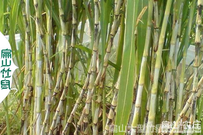 腸胃炎竹鼠多吃皇竹草