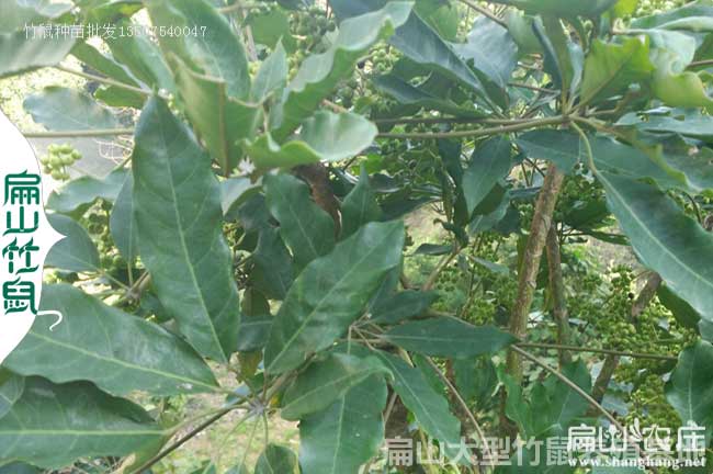 達州竹鼠鴨腳木合作社