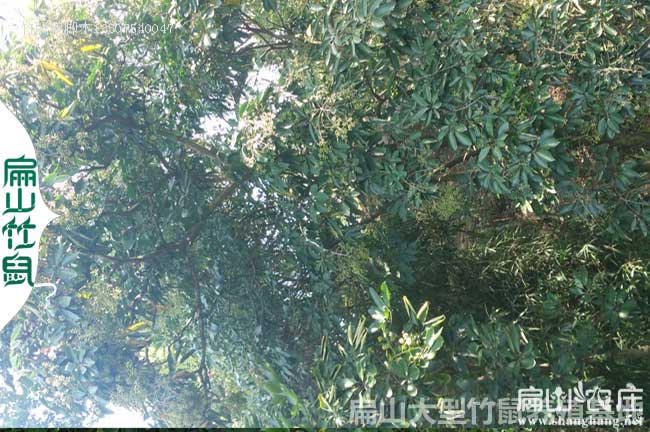 中國鴨腳木種植基地