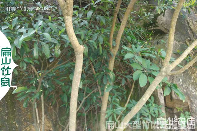 2T云浮竹鼠豚鼠野兔養(yǎng)殖種苗基地 廣東810對(duì)石蛙竹鼠養(yǎng)殖場(chǎng)